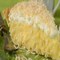 Coconut Cream Pie Fragrance Oil (Our Version of the Brand Name) (8 LB Jug) for Candle Making, Soap Making, Tart Making, Room Sprays, Lotions, Car Fresheners, Slime, Bath Bombs, Warmers…